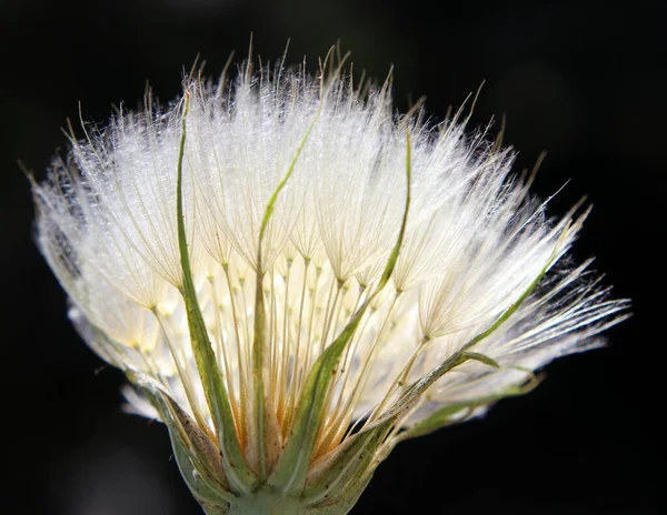 Close Weergave Van Paardebloem — Stockfoto