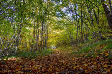 Ağaçlar ve yapraklarla dolu sonbahar ormanı