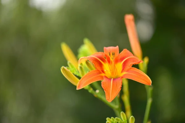 Krásná Oranžová Lilie Květina Zahradě — Stock fotografie