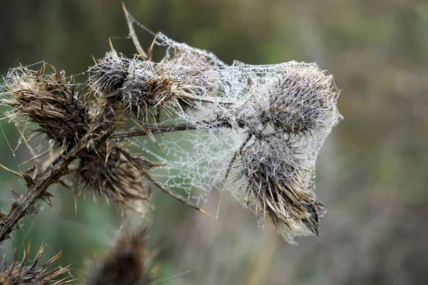 Nahaufnahme Einer Spinne Auf Einem Grünen Gras — Stockfoto
