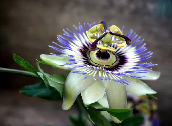 beautiful botanical shot,  exotic flower