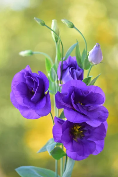 Beautiful Violet Eustoma Flowers Garden — 스톡 사진