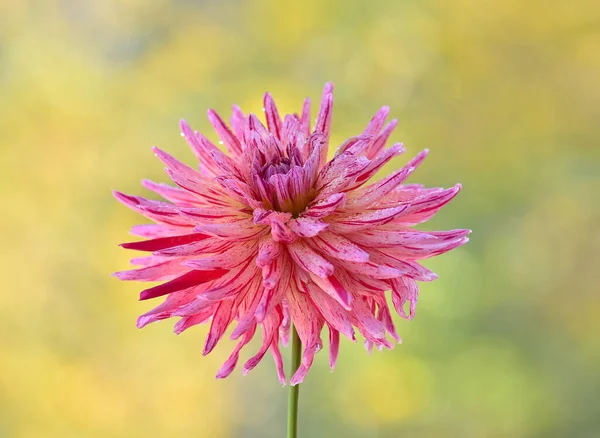 beautiful pink dahlia flower in the garden