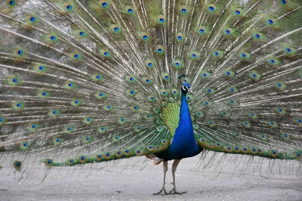 Hermoso Pavo Real Con Plumas — Foto de Stock