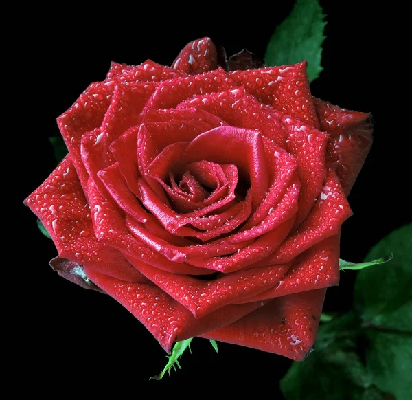 Beautiful Red Rose Black Background — Stock Photo, Image