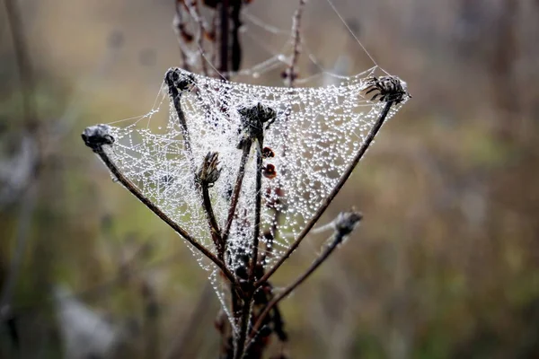 Spider Web Branch Forest — Stockfoto