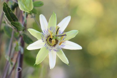 Bulanık arkaplanda açan güzel çiçeği kapat. 