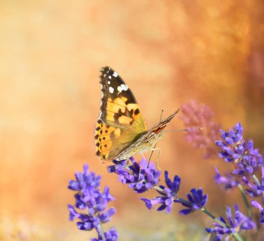 tatlı bir çiçek üzerinde oturan bir kelebek
