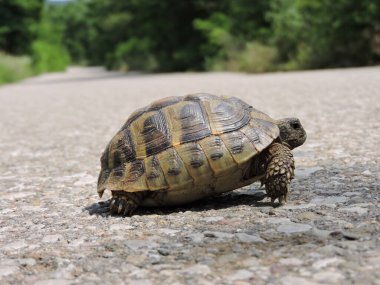 Kaplumbağanın yoldaki görüntüsünü kapat.