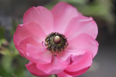 Bahçedeki güzel pembe çiçek