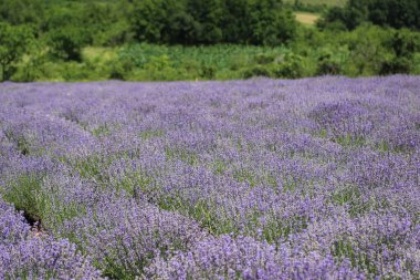 Güzel güneşli bir günde lavanta tarlası