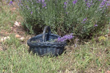 Açık havada sepette güzel mor lavanta çiçekleri 