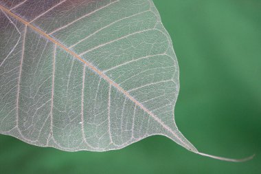 Yeşil arkaplanda güzel bir yaprağın makro fotoğrafı.