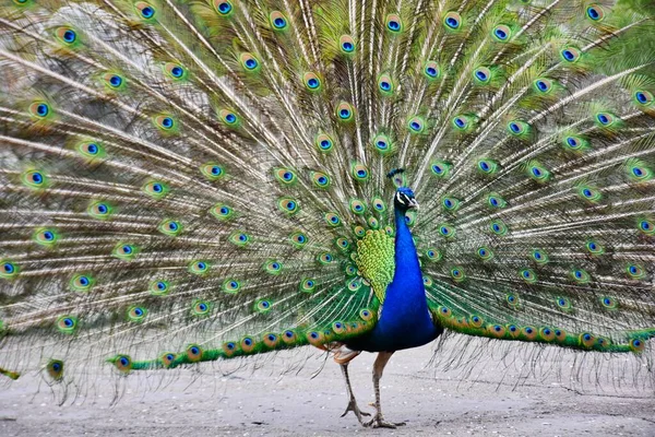 Hermoso Pavo Real Parque — Foto de Stock