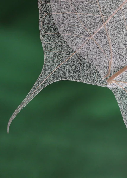 Macro Photo Belle Feuille Sur Fond Vert — Photo