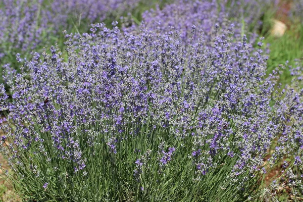 Mooie Lavendelbloemen Tuin — Stockfoto