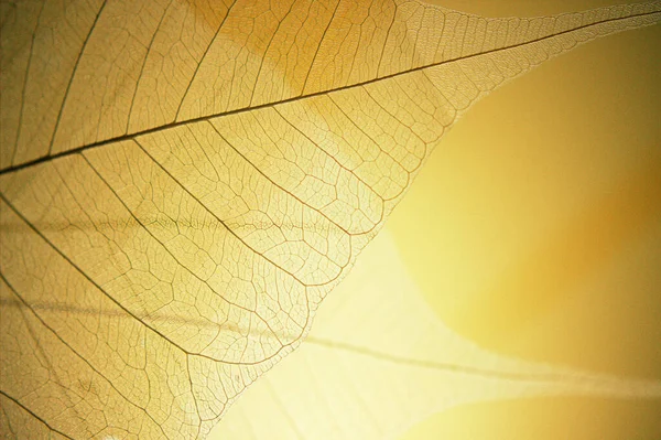 Zbliżenie Żółtego Jesiennego Liścia Świetle Słonecznym — Zdjęcie stockowe