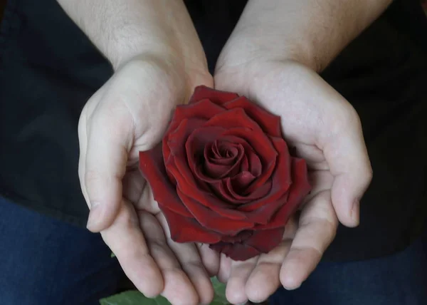 Hands Holding Red Rose Black Background — Stock Photo, Image