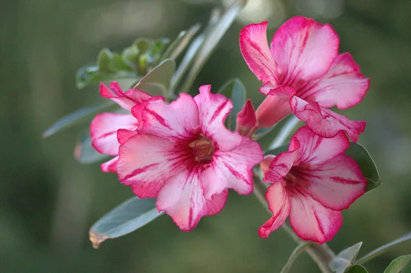 Közelkép Lövés Gyönyörű Virágzó Rózsaszín Virágok — Stock Fotó