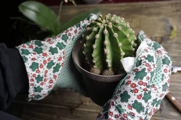 Vrouw Handschoenen Met Cactus Plant Tuinieren Concept — Stockfoto