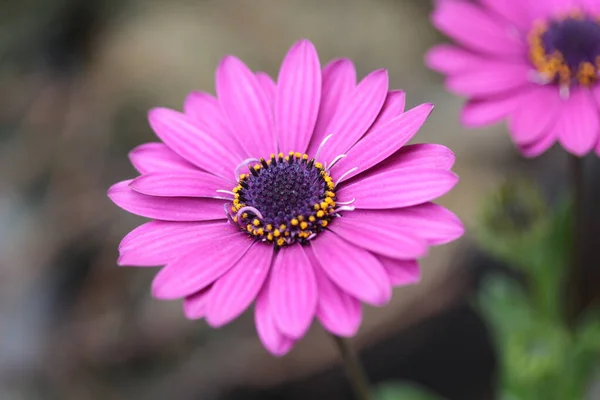아름다운 분홍빛 꽃으로 뒤덮인 — 스톡 사진