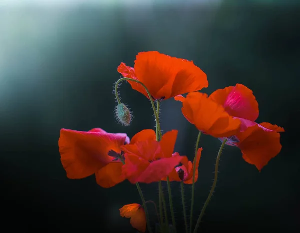 Vista Perto Belas Flores Papoula Florescendo — Fotografia de Stock