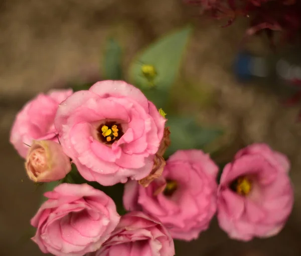 정원에서 꽃피는 분홍빛 아름다운 꽃꽂이 — 스톡 사진
