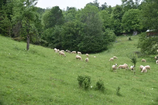 Owce Pasące Się Zielonej Trawie Górach — Zdjęcie stockowe