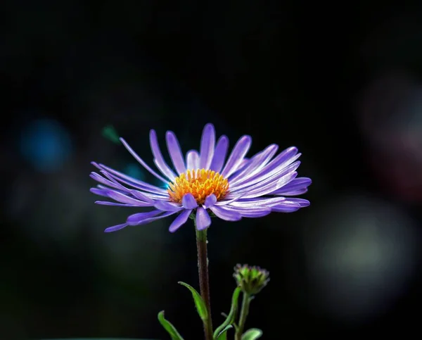 어두운 배경에 아름다운 자주색 데이지 꽃봉오리 — 스톡 사진