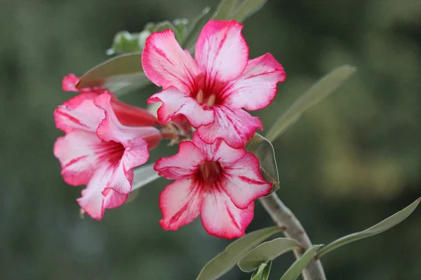 Крупним Планом Знімок Красивих Квітучих Рожевих Квітів — стокове фото