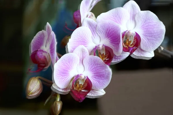 Primer Plano Flores Orquídea Phalaenopsis Rosadas —  Fotos de Stock