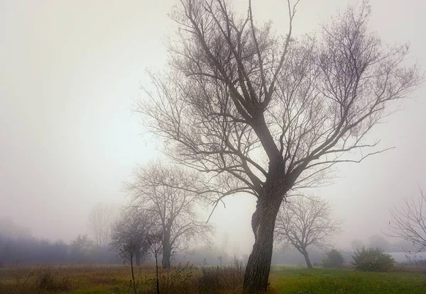 Ağaçlar Sisli Güzel Sonbahar Manzarası — Stok fotoğraf