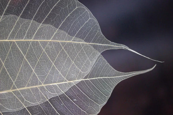 Vue Rapprochée Des Feuilles Automne Fond Naturel — Photo