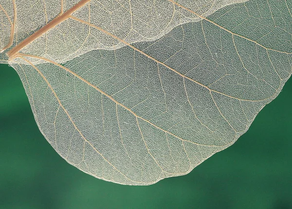 Macro Photo Belle Feuille Sur Fond Vert — Photo