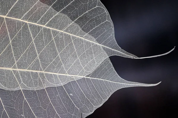 Vue Rapprochée Des Feuilles Automne Fond Naturel — Photo