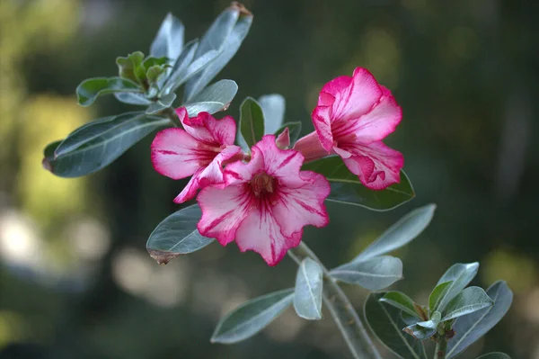 Közelkép Lövés Gyönyörű Virágzó Rózsaszín Virágok — Stock Fotó