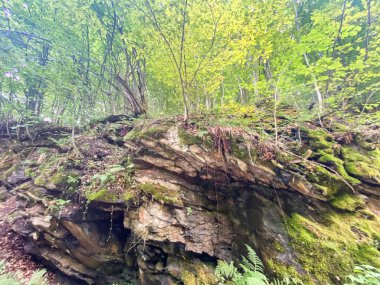 Dağlardaki ormanın güzel manzarası