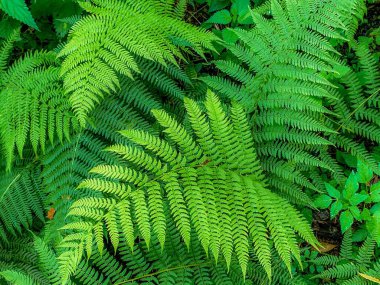 yeşil eğreltiotu yaprakları arka plan 