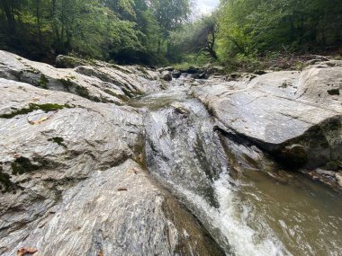 Ormandaki güzel dağ deresi