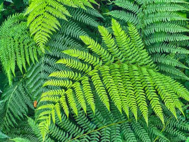 yeşil eğreltiotu yaprakları arka plan 