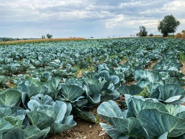 Yeşil lahana tarlası olan güzel bir manzara.