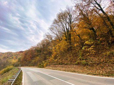 Yol ve ağaçlarla dolu sonbahar manzarası