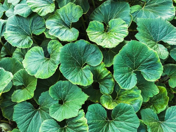 Zöld Levelek Háttér Gyönyörű Minta — Stock Fotó