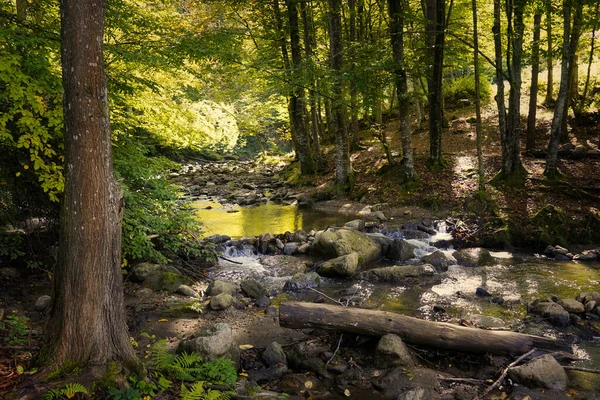 森の中に川がある美しい風景 — ストック写真