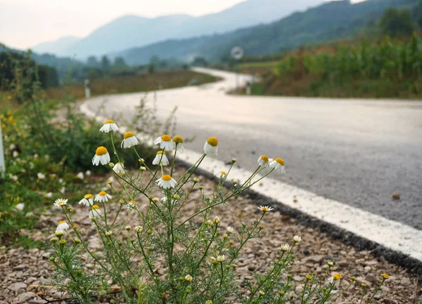 Yol kenarında güzel çiçekler