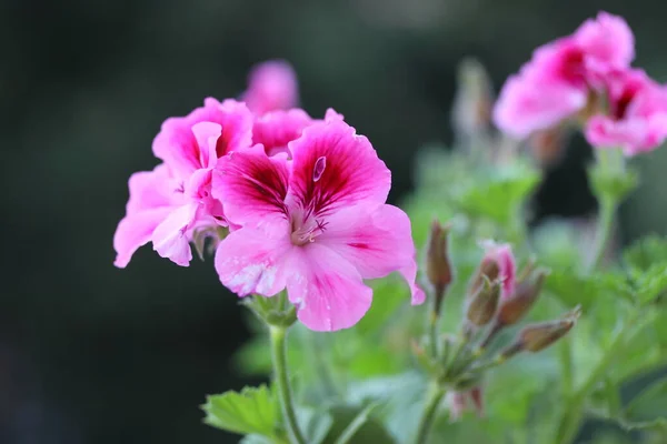 Bahçedeki güzel pembe çiçekler