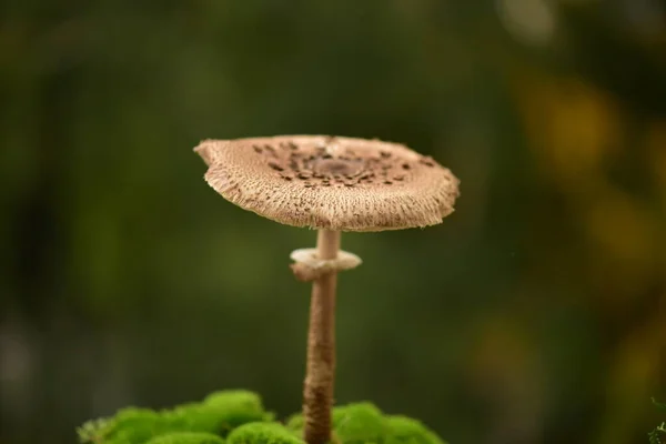 Nahaufnahme Eines Pilzes Wald — Stockfoto