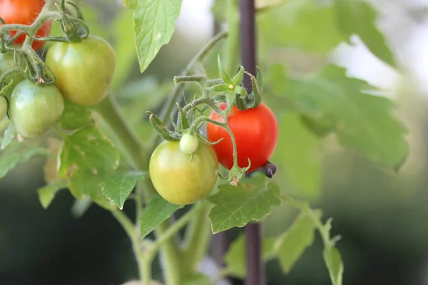 成熟的西红柿在花园里的枝头上 — 图库照片