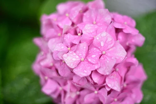 Belles Fleurs Roses Dans Jardin — Photo