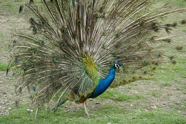 Pavo Real Naturaleza Verde — Foto de Stock